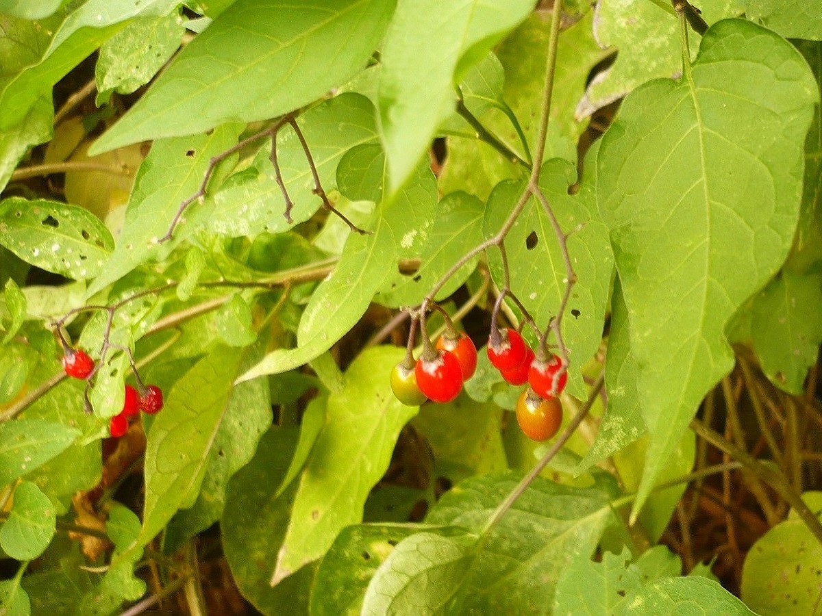 Solanum dulcamara var. dulcamara (Solanaceae)